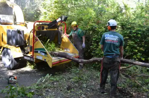 tree services Knik-Fairview